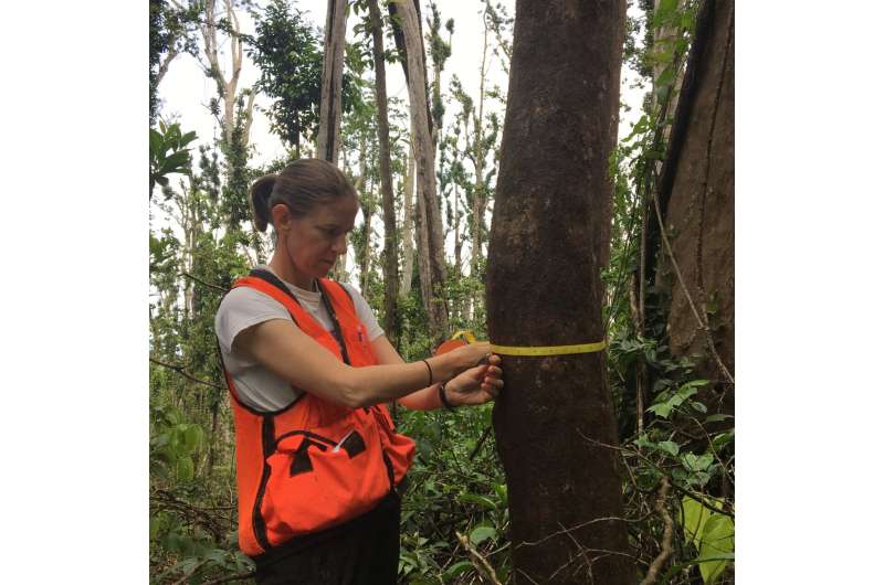 Los árboles en áreas propensas a huracanes tienen una gran capacidad para sobrevivir incluso después de daños severos