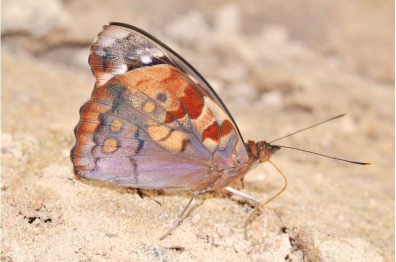 Trend toward larger and fewer eyespot patterns on butterflies
