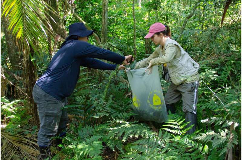 Tropical ecosystems more reliant on emerging aquatic insects, study finds, potentially putting them at greater risk