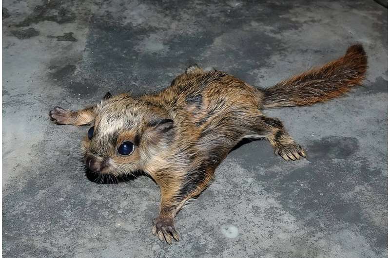 Tropical flying squirrels deploy carpentry trick to safely store nuts
