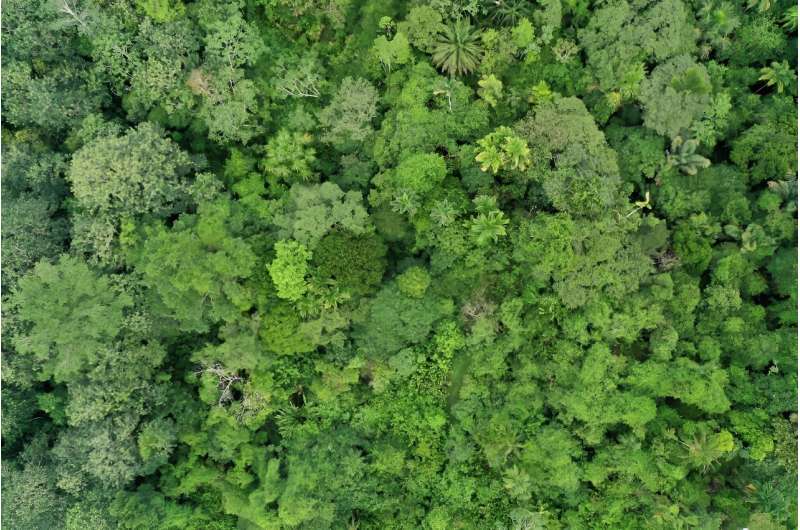 Tropical forests nearing critical temperatures thresholds