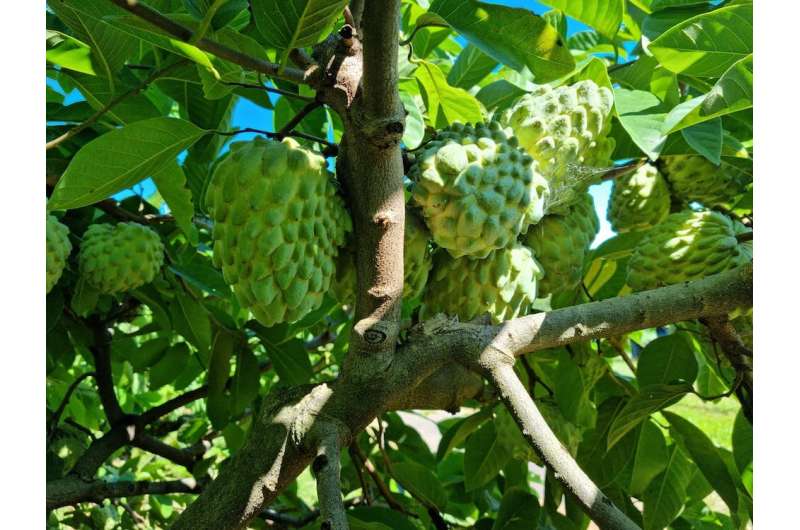 Las frutas tropicales son vulnerables al cambio climático.  ¿Podemos hacerlos resistentes en el tiempo?