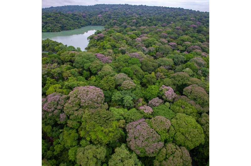 Tropical trees use social distancing to maintain biodiversity