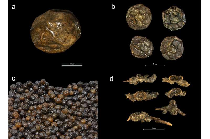 Trove of spices from around the world found on sunken fifteenth-century Norse ship