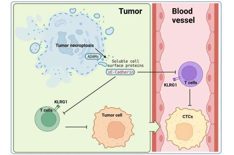 Tumor necroptosis promotes metastasis by modulating tumor-host immunity