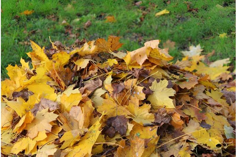 Turf experts explain why mulching leaves is a better solution than disposal