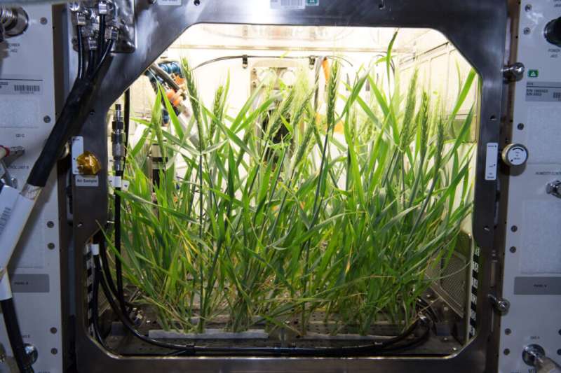 Turning plants into biological factories