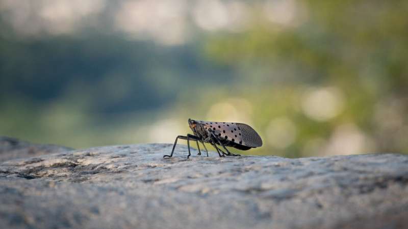 Tweets, News Offer Insights on Invasive Insect Spread