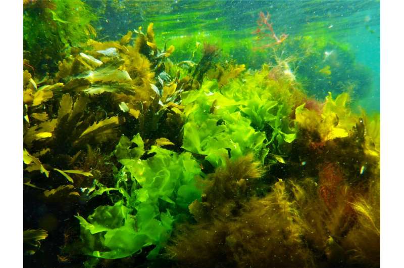 Twenty species of sea lettuce found along the Baltic and Scandinavian coasts