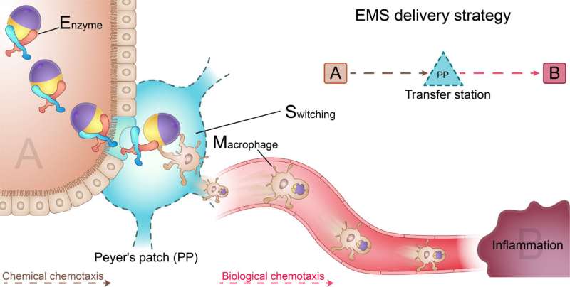 Twin-bioengine self-adaptive micro/nanorobots developed for gastrointestinal inflammation therapy