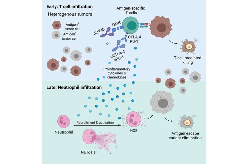 Two cancer research studies reveal essential role of neutrophils in immunotherapy