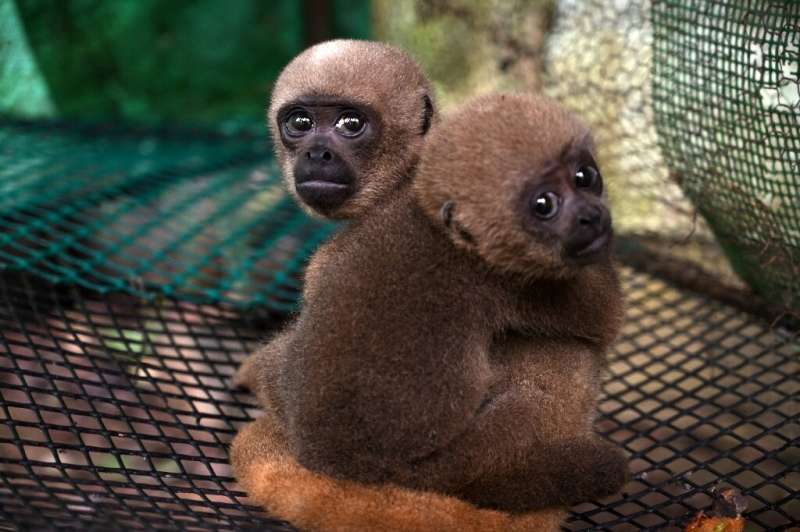 Two common woolly monkeys are among the animals in the Zapata family's care