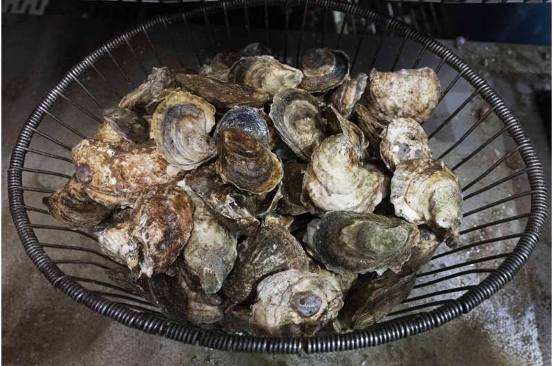 Two Connecticut deaths linked to bacteria found in raw shellfish