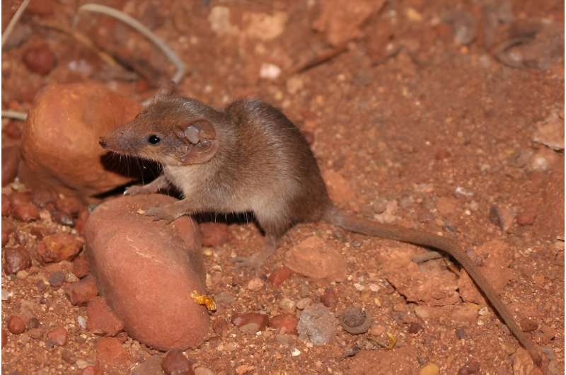 Two new Australian mammal species just dropped—and they are very small