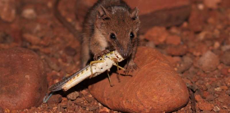 Two new Australian mammal species just dropped—and they are very small