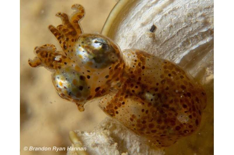 Two new pygmy squids discovered among the corals of Japan