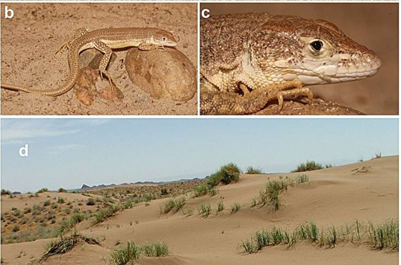 Two new species of racerunner lizard discovered in Iran