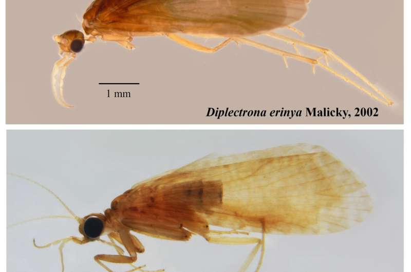 Two newly recorded species join Thailand's aquatic insect fauna