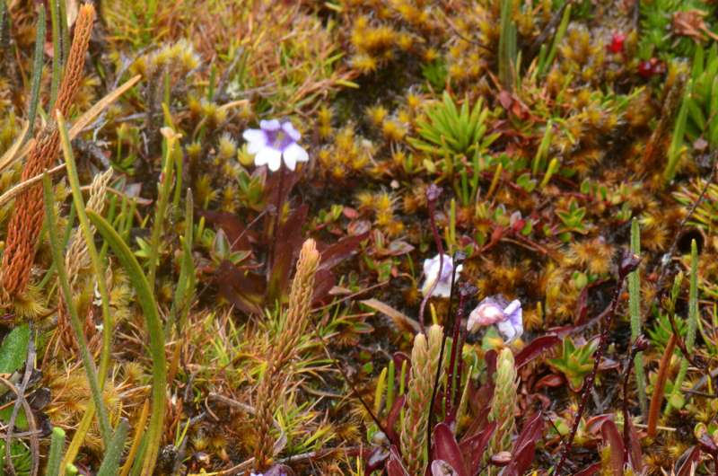 Dos sorprendentes nuevas especies de plantas carnívoras descubiertas en los Andes de Ecuador