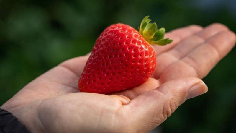 UC Davis releases 5 strawberry varieties resistant to deadly fungal disease