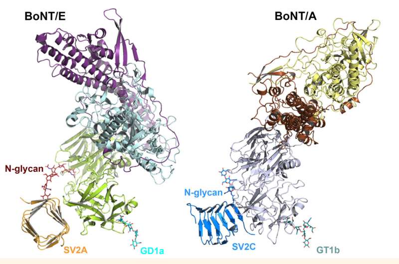 Researchers uncover new potential for botulinum neurotoxin E in therapeutic and beauty functions