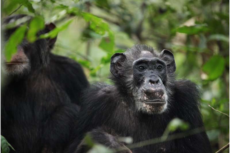 UCLA researcher finds first proof of menopause in wild chimpanzees