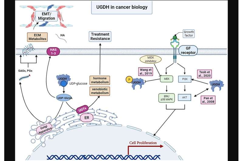 UGDH em oncologia clínica e biologia do câncer