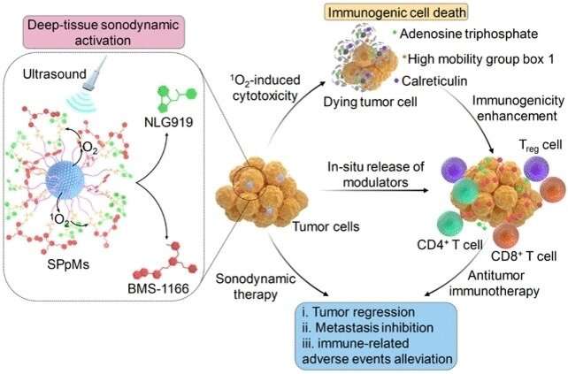 Ultrasound activation in cancer immunotherapy