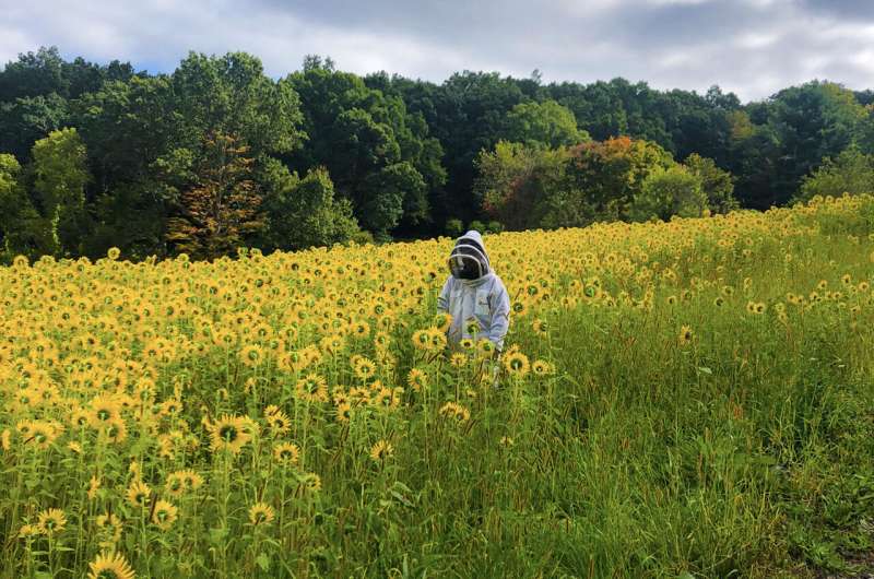 تحقیقات UMass Amherst علم شگفت انگیزی را در پشت ابر غذای زنبور عسل پیدا می کند