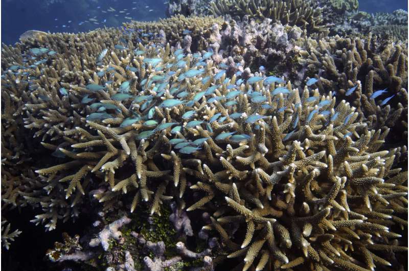 UN ocean treaty talks resume with goal to save biodiversity