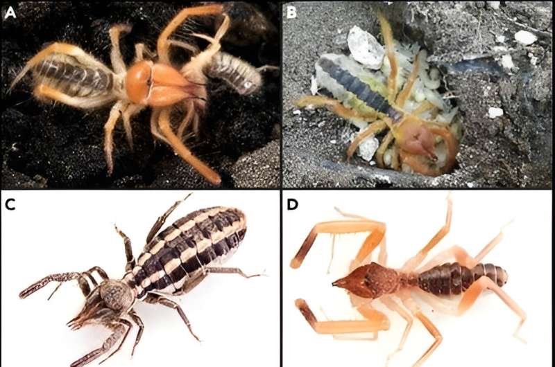 Uncovering camel spiders' hidden evolutionary secrets with a modern genetic tree