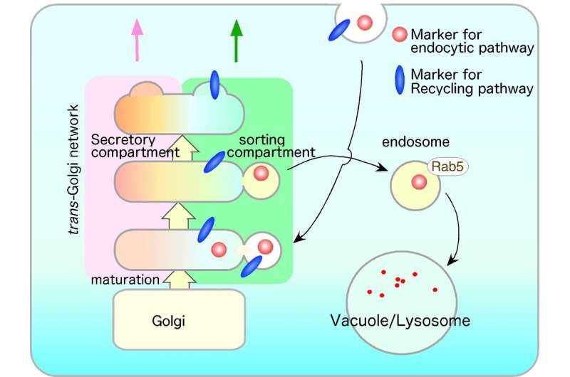 Uncovering novel mechanisms of endocytosis and intracellular trafficking