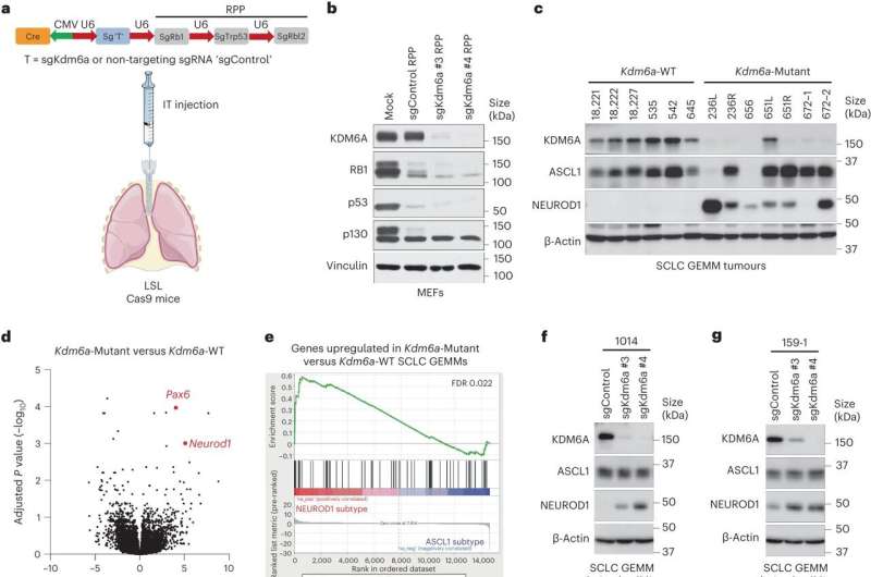 Uncovering the role of KDM6A in epigenetic regulation of subtype plasticity in small cell lung cancer