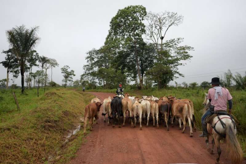 Under an experiment started in 2020, dozens of Guaviare farmers have moved their cattle to smaller enclosures and implemented ro