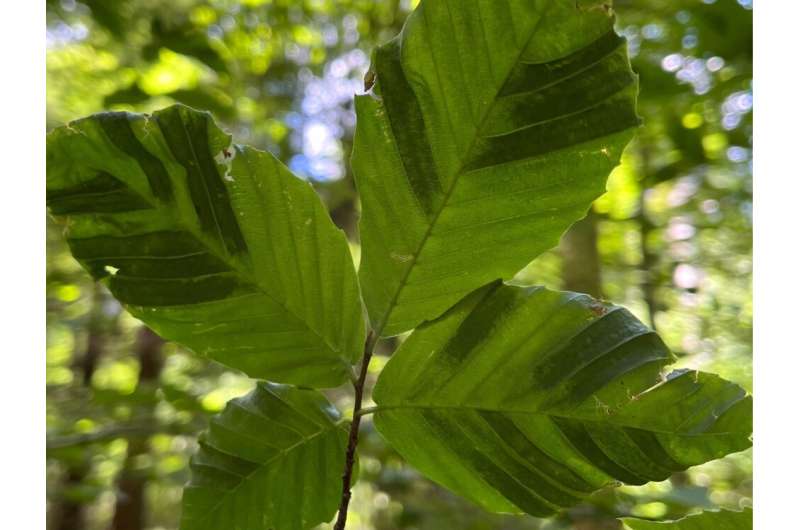 Under the canopy: researchers study beech leaf disease in Pennsylvania forests