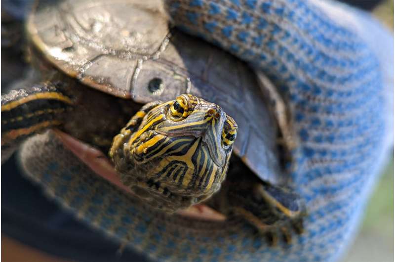 Undergrad-driven project reveals drought's effects on painted turtles
