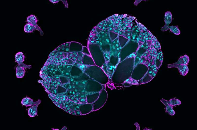 Understanding drivers of egg cell development