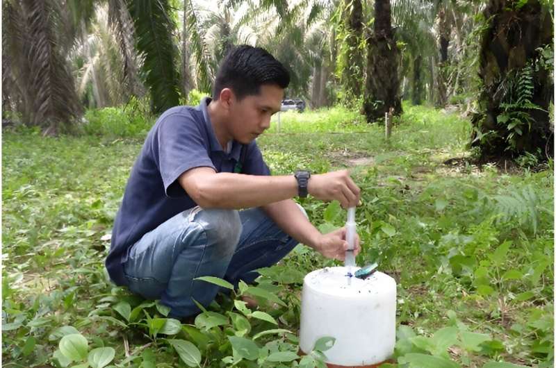 Understanding greenhouse gases in oil palm plantations