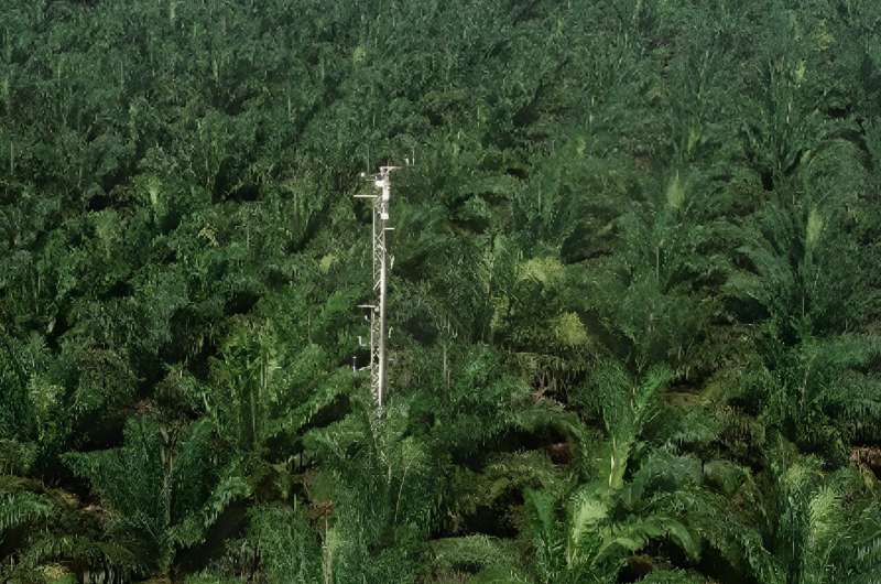 Understanding greenhouse gases in oil palm plantations