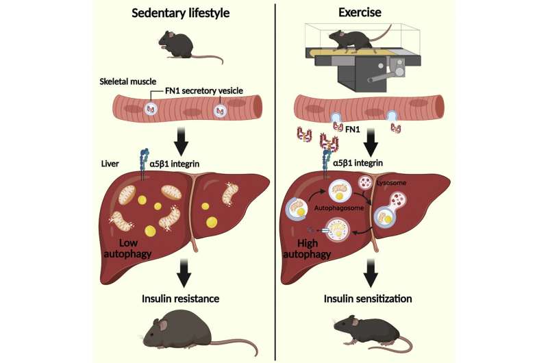 Understanding how exercise induces systemic metabolic benefits