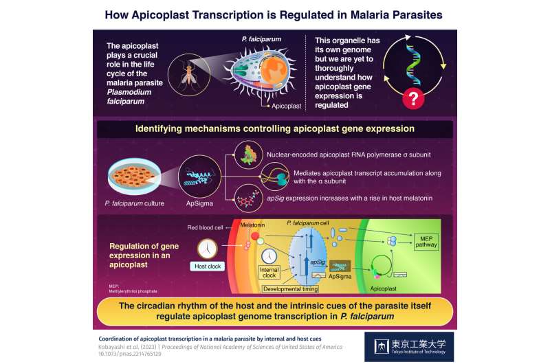 Understanding the regulation of apicoplast gene expression in the malaria parasite