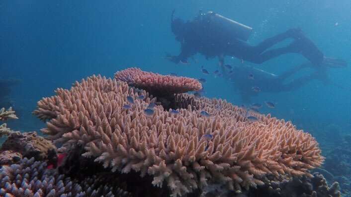 Underwater phenomena bringing relief to hot corals