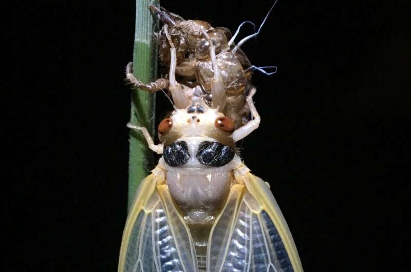 Unearthing the ecological impacts of cicada emergences on North American forests