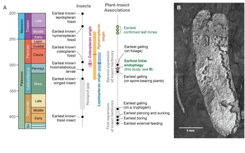 Unearthing the leaf miners of ancient times: 312-million-year-old fossil sheds light on insect behavior and evolution