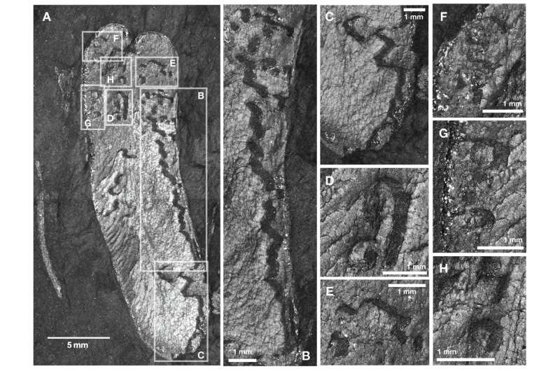 Unearthing the leaf miners of ancient times: 312-million-year-old fossil sheds light on insect behavior and evolution