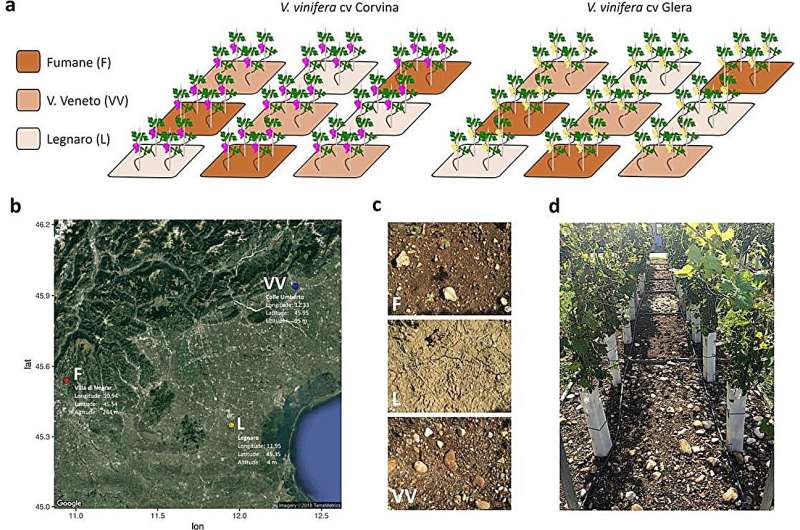 Unearthing the terroir effect: a deep dive into grapevine's transcriptional response to soil variabilities