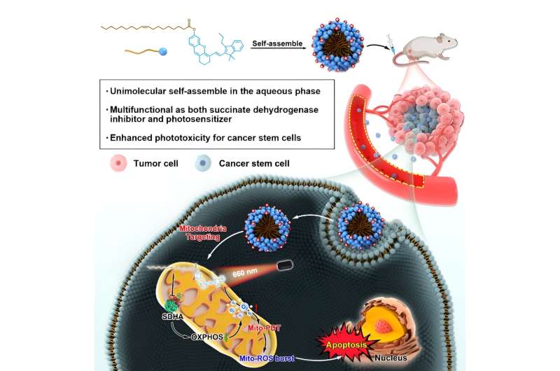 Unimolecular self-assembled hemicyanine-oleic acid conjugate acts to eliminate cancer stem cells: Study