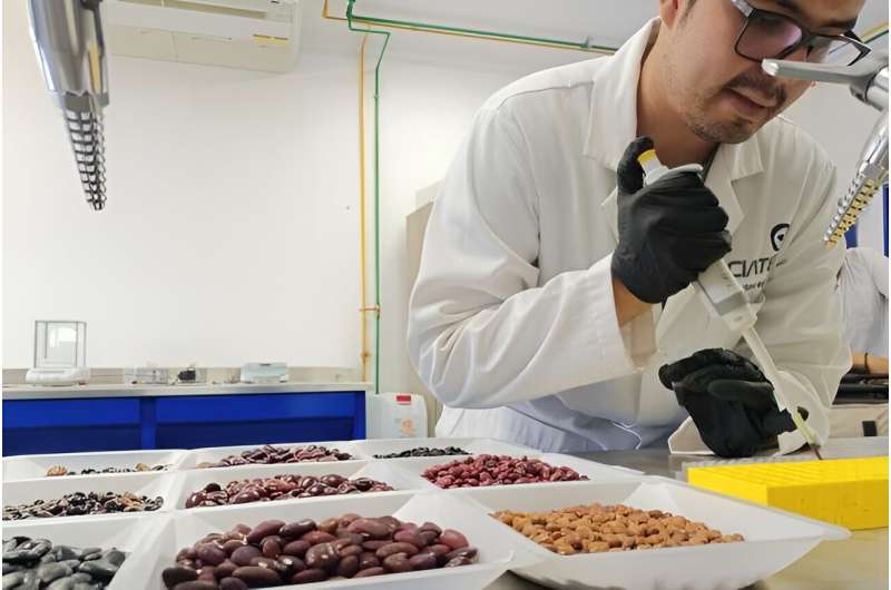 Unique Mexican black and pinto bean varieties are high in healthy compounds