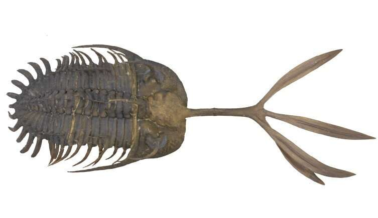 Unique trilobite trident could be the oldest evidence of male sexual combat