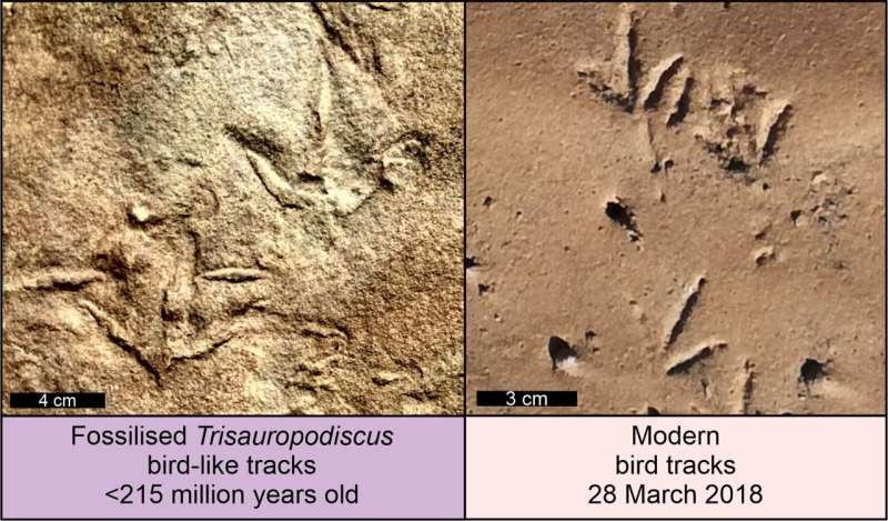 Unknown animals were leaving bird-like footprints in Late Triassic Southern Africa